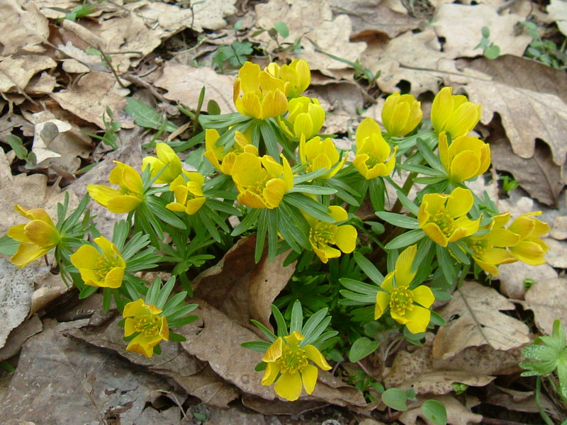 Eranthis hyemalis / Pie'' di gallo